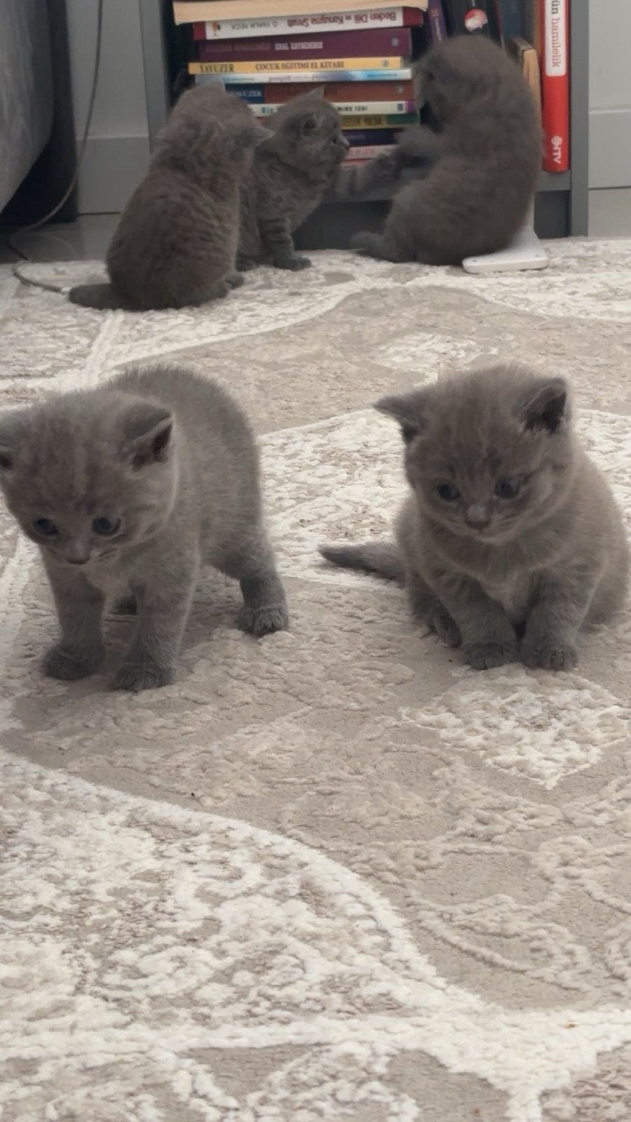 Britse korthaar kitten, Dieren en Toebehoren, Meerdere dieren, Met stamboom, 0 tot 2 jaar