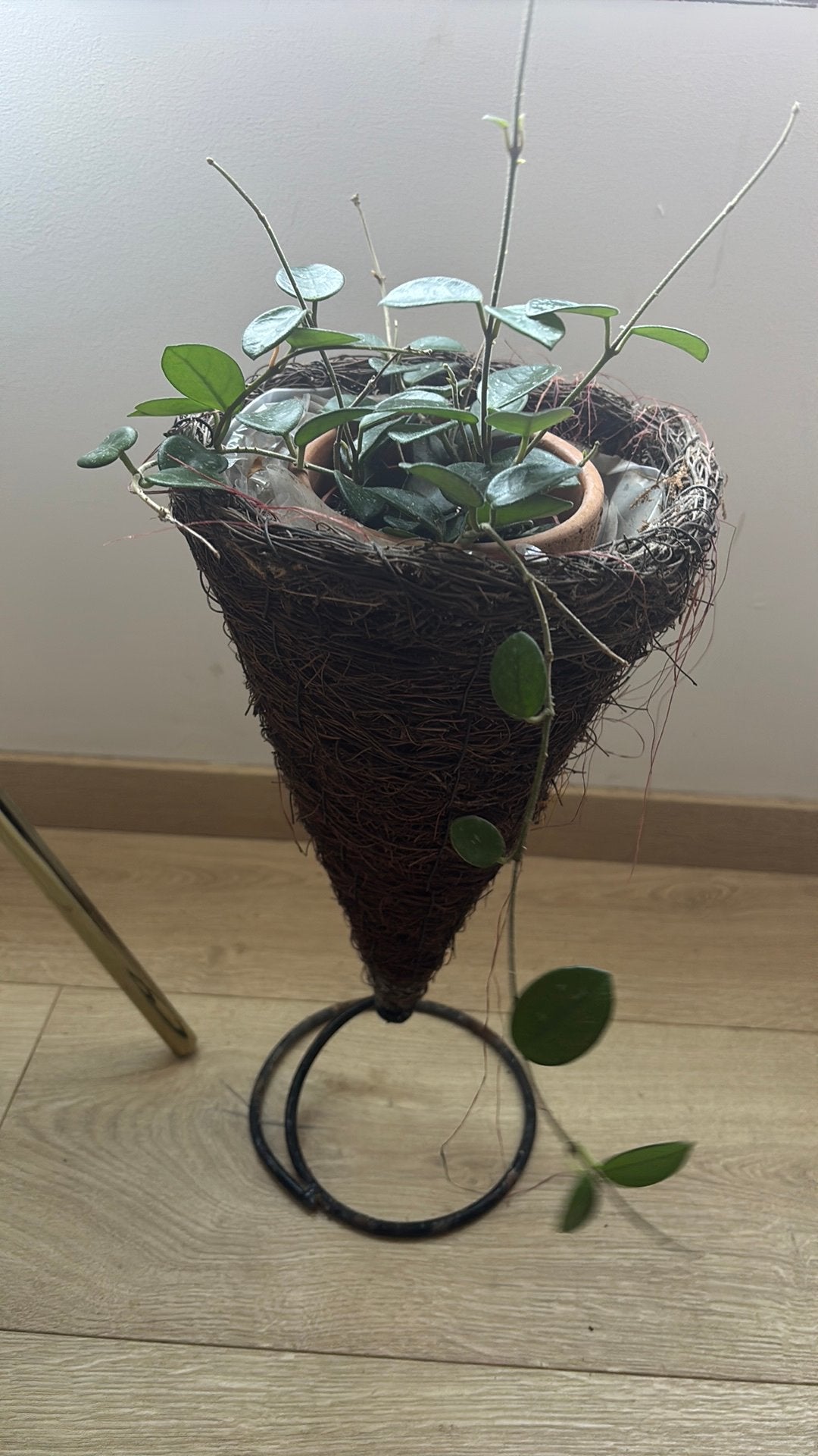 Indoor plant Hoya Mathilde + pot + stand, Huis en Inrichting, Ophalen, Zo goed als nieuw