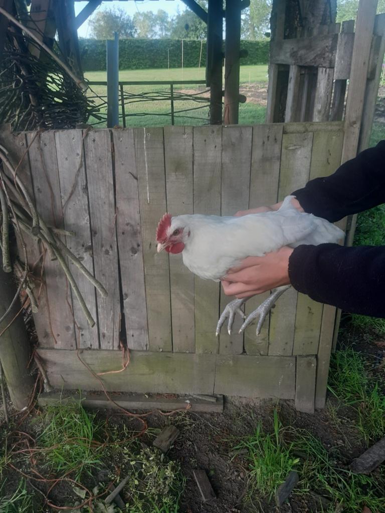 Jonge Poule De Bresse haan, Animaux & Accessoires, Volatiles, Mâle, Poule ou poulet