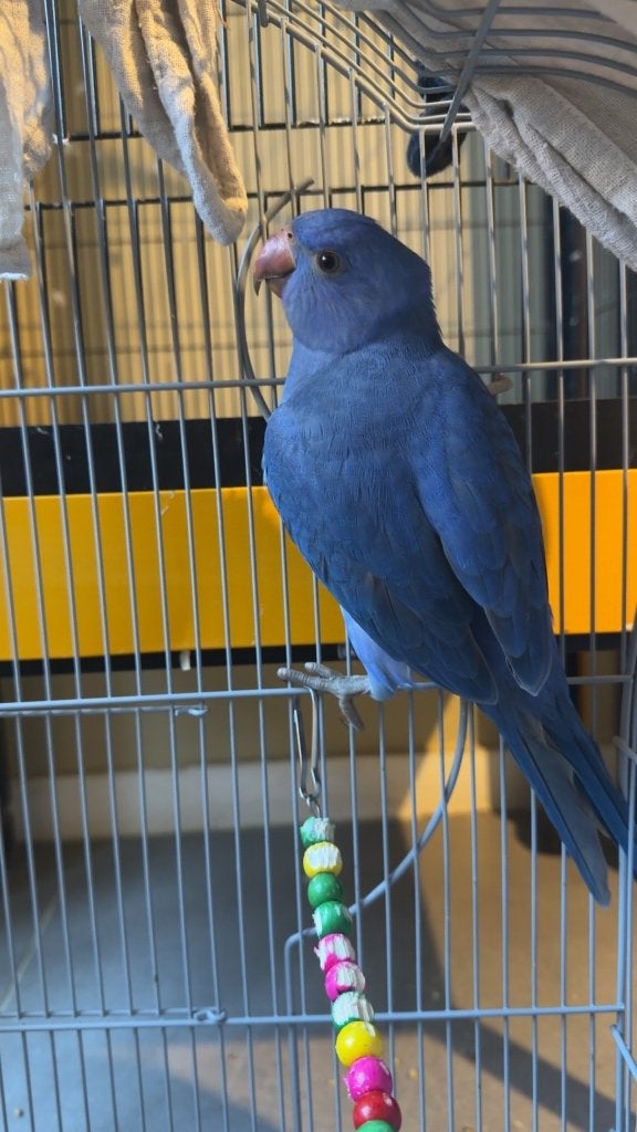 Halsbandparkieten, Meerdere dieren, Parkiet, Tam