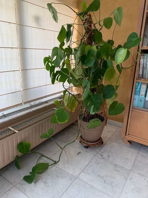 grote monsteria -, Ophalen