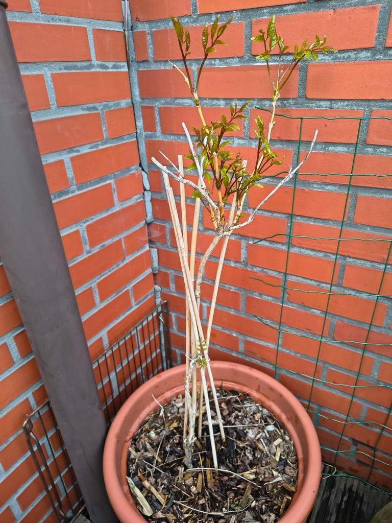 Trompetklimmer, Tuin en Terras, Planten | Tuinplanten, Ophalen of Verzenden