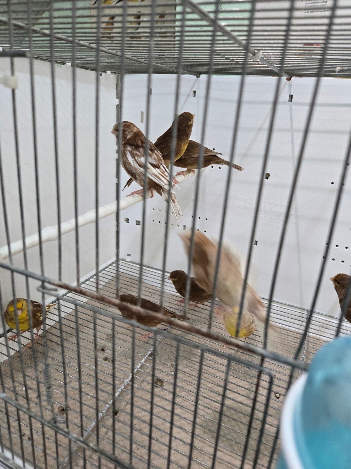 canari phaeo, Animaux & Accessoires, Enlèvement