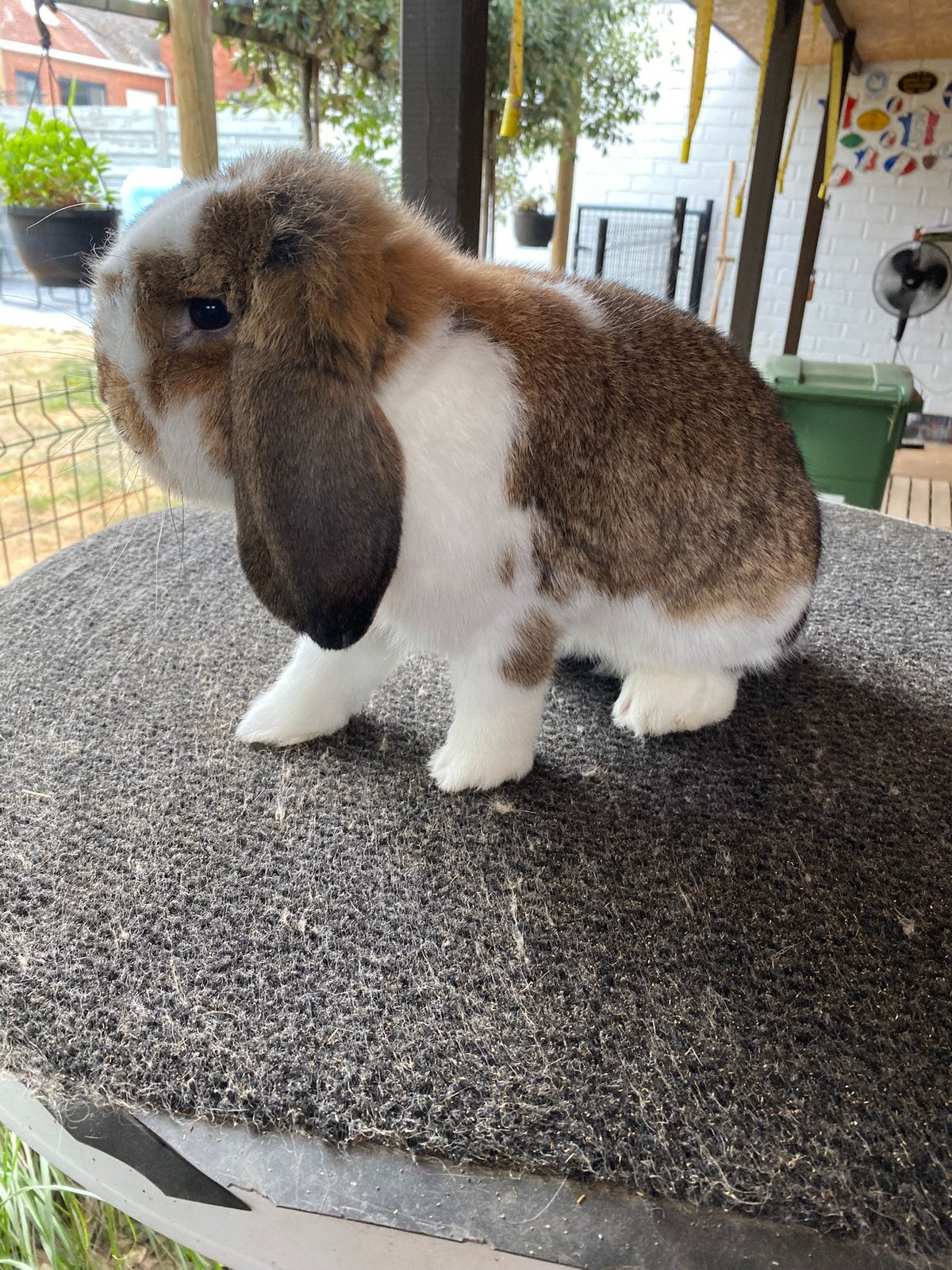 Duitse hangoor konijn, Dieren en Toebehoren, Konijnen, Hangoor