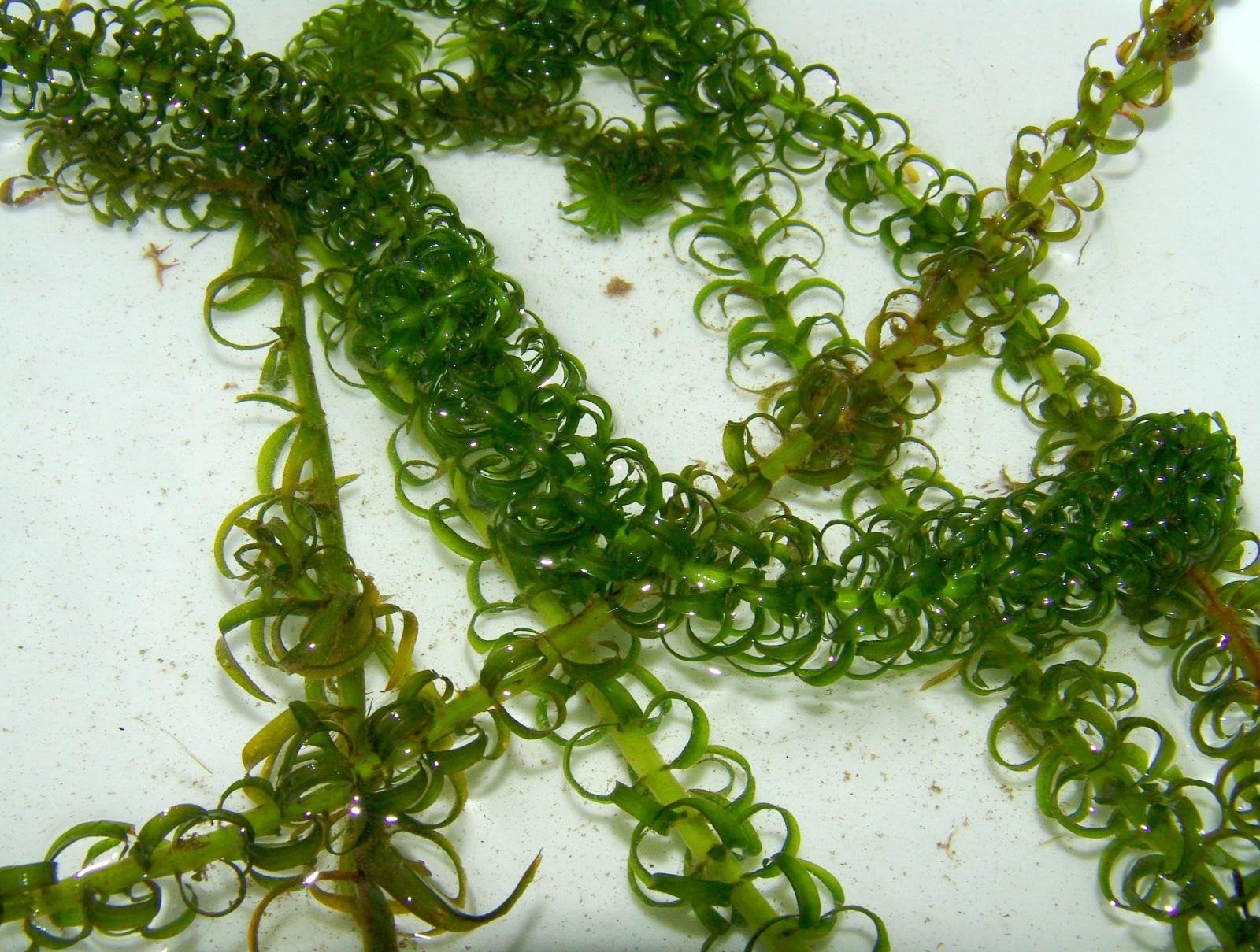 Elodea met afwisselende bladeren en elodea dense, Ophalen, Zo goed als nieuw, Plant(en), Steen of Hout