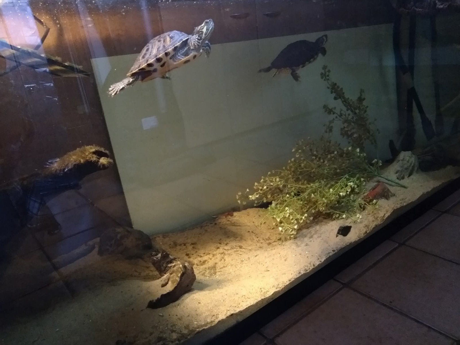 Groot aquarium, Dieren en Toebehoren, Ophalen