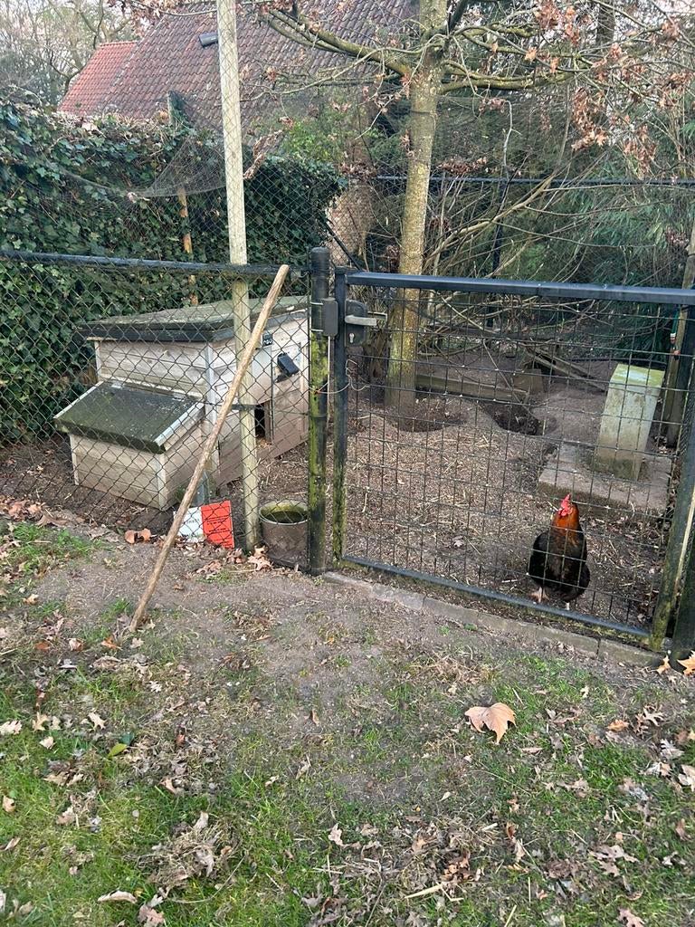 Kippenhok met vossenluik + 3 kippen, Poule ou poulet