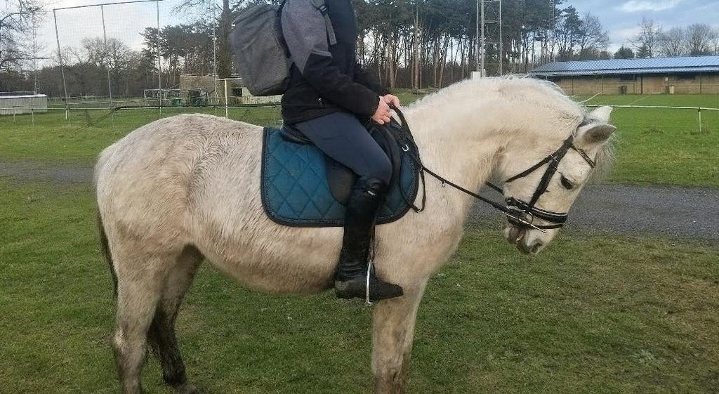 Sportpony te koop, Dieren en Toebehoren, Merrie