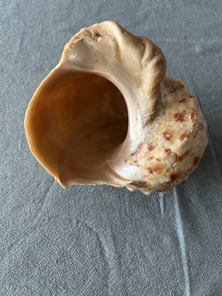 Grote zee schelp, Ophalen, Schelp(en)