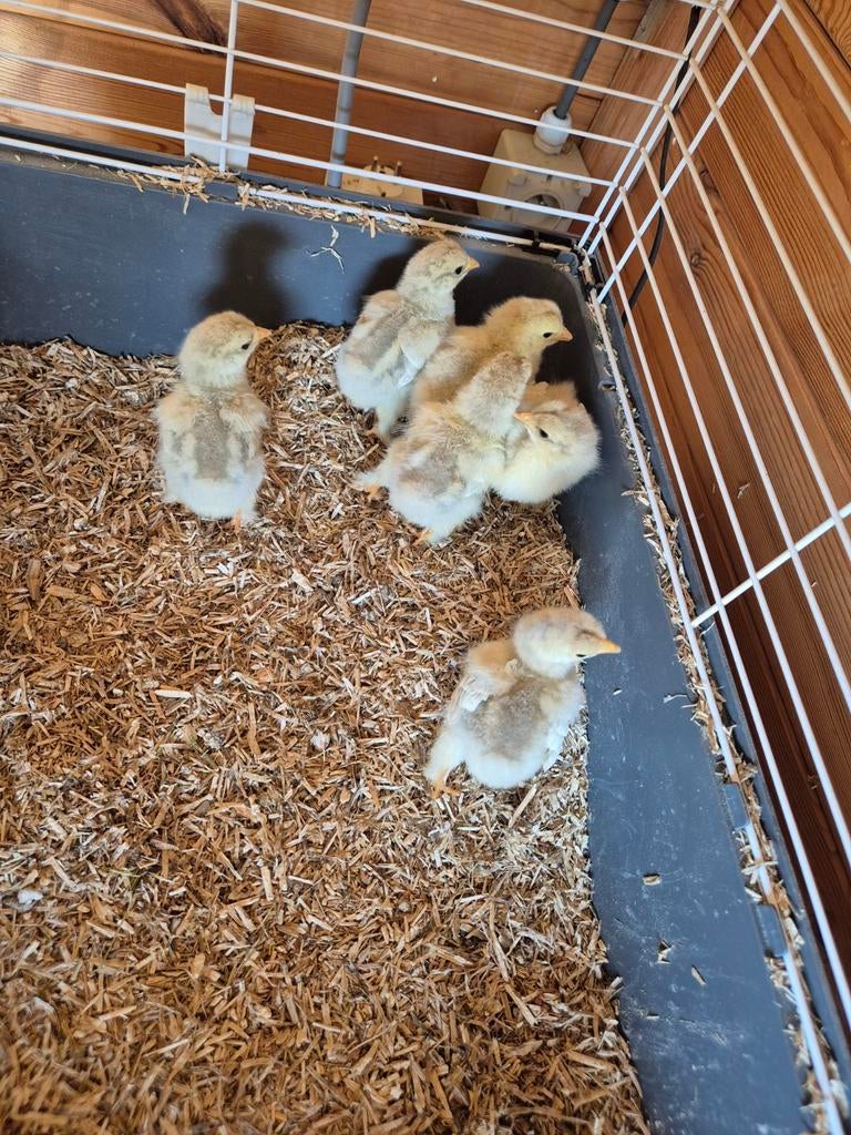 Brahma isabelle kuikens, Dieren en Toebehoren, Pluimvee