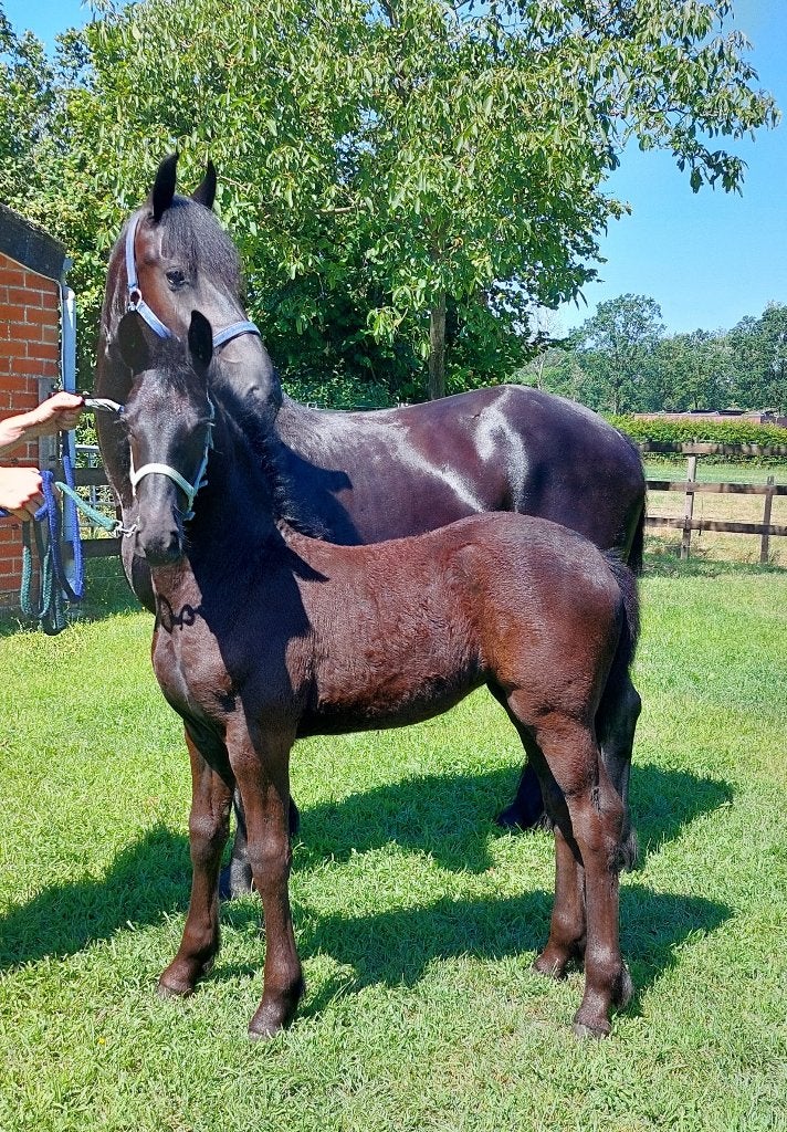 Friese merries en merrieveulens, Dieren en Toebehoren, Paarden, Merrie, Met stamboom, Dressuurpaard, 0 tot 2 jaar