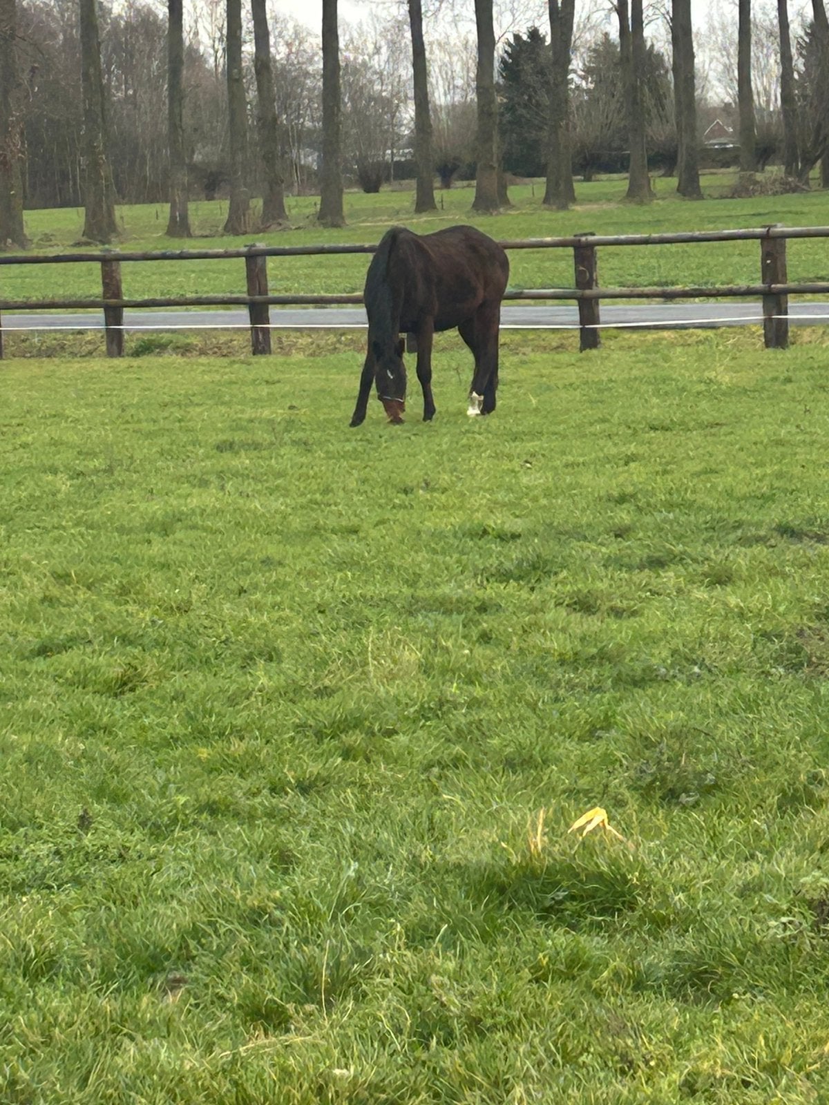 3 weide,s te huur, Dieren en Toebehoren, Stalling, 4 paarden of pony's of meer
