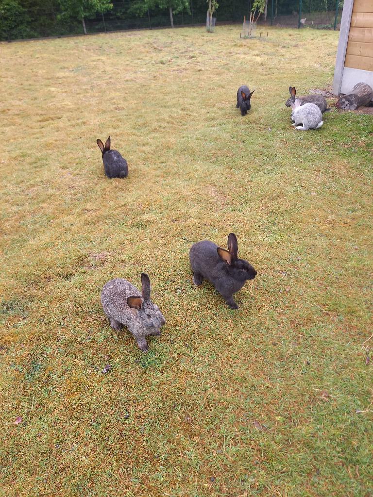 kweekrijpe/slachtrijpe jonge vleeskonijnen, Meerdere dieren, Groot, 0 tot 2 jaar