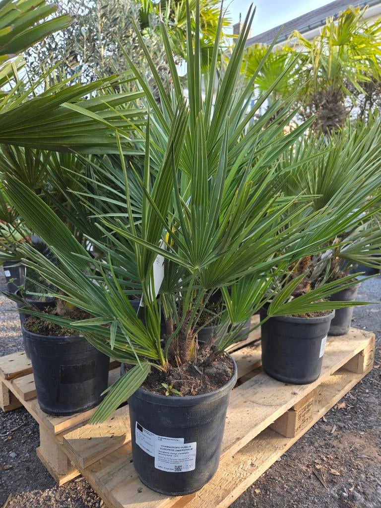 Europese dwergpalm Chamaerops Humilis, Tuin en Terras, Ophalen