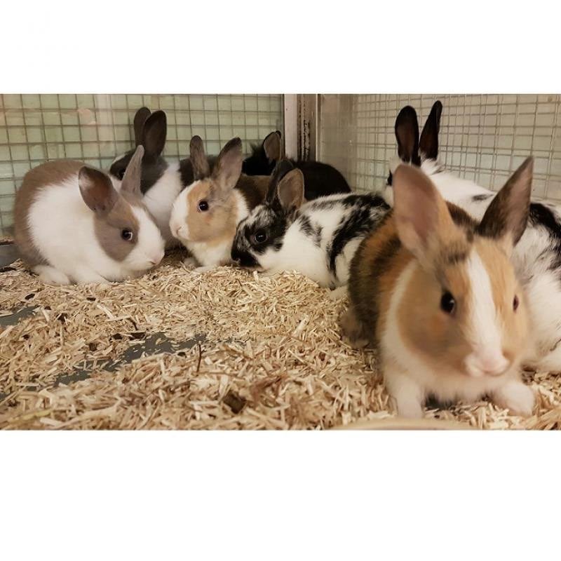 Gratis dwergkonijntjes!, Dieren en Toebehoren, 0 tot 2 jaar