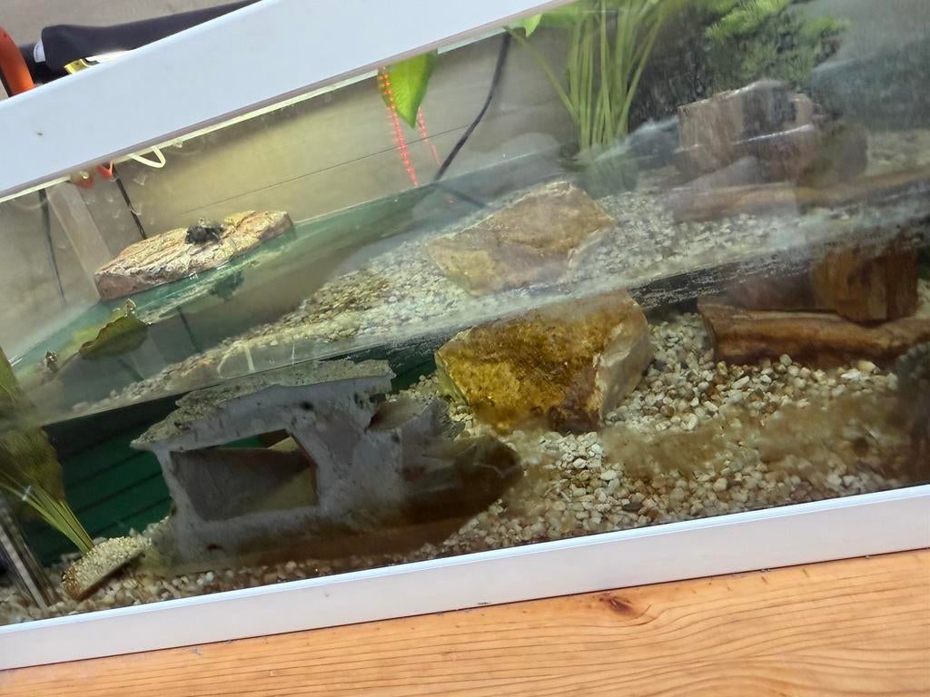 Waterschildpadden, Dieren en Toebehoren, Ophalen, Nieuw