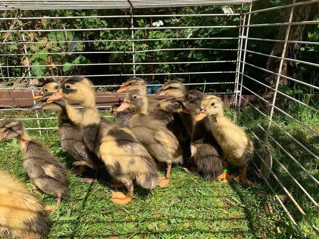 7 canetons coureur indien à vendre DISPO, Animaux & Accessoires, Volatiles, Canard, Plusieurs animaux