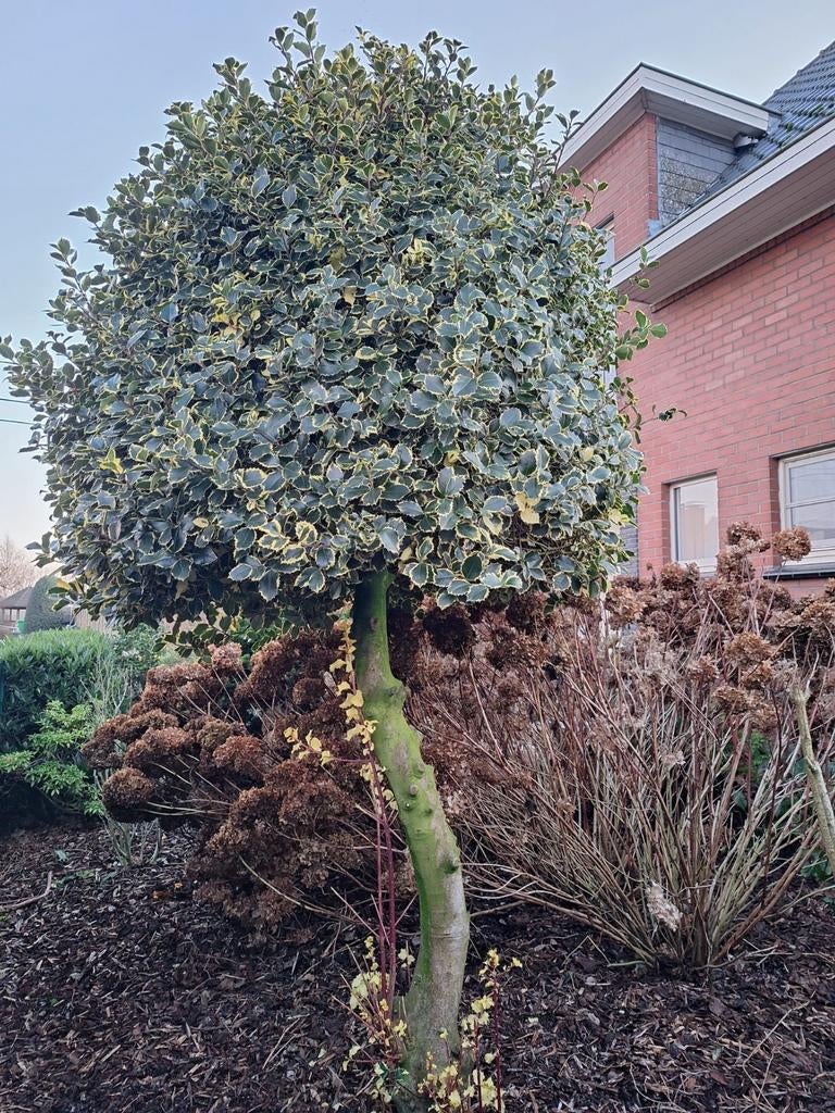 Wintergroene hulstboom, Tuin en Terras, Planten | Bomen, Ophalen