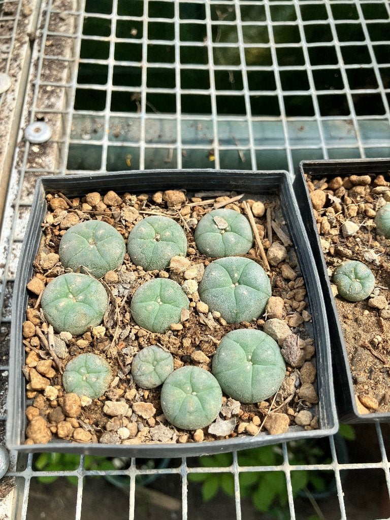 Lophphora williamsii zaailingen, 16 stuks in 9 cm pot., Ophalen of Verzenden