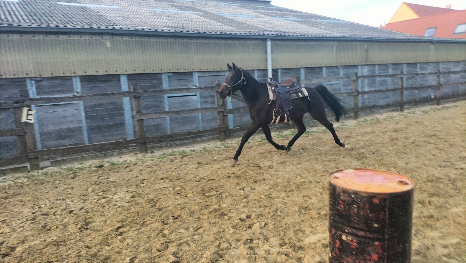 Arabier X New Forest, Dieren en Toebehoren, Merrie, Zadelmak