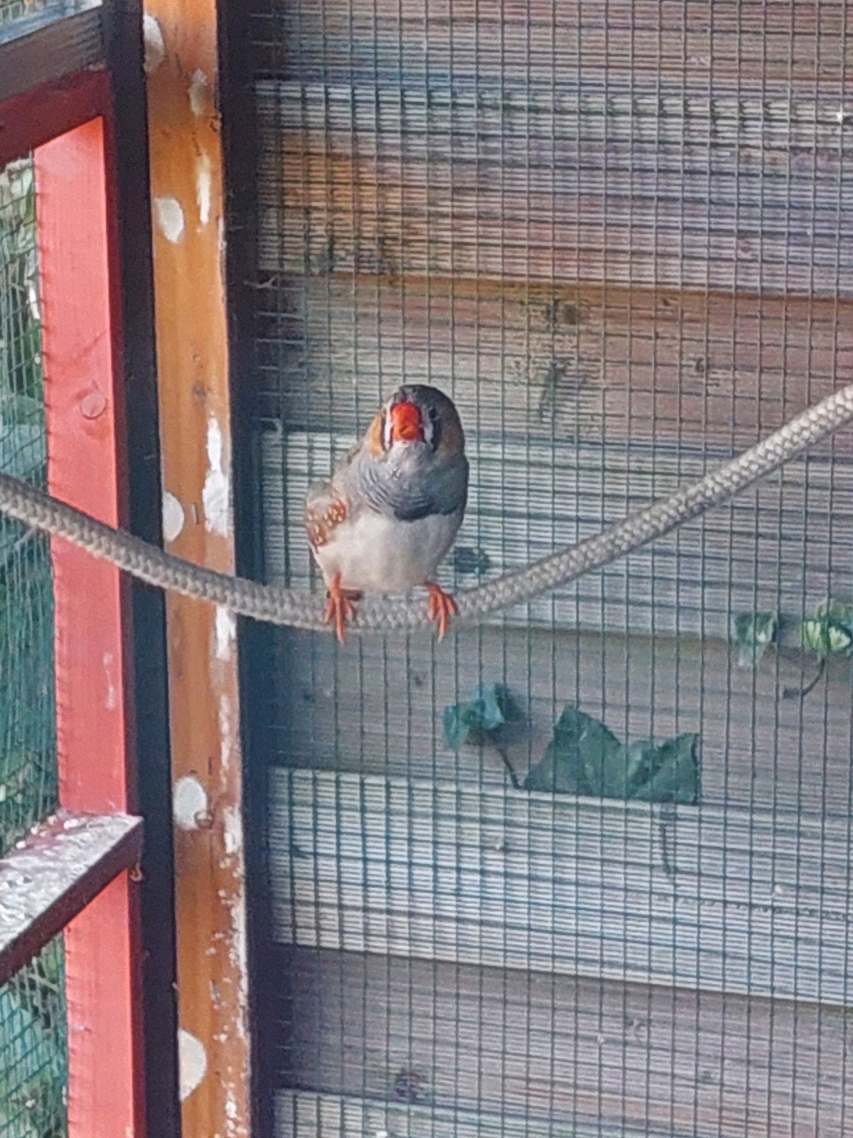 Jong zebravink mannetje uit buitenvoliere, Animaux & Accessoires, Oiseaux | Oiseaux Autre