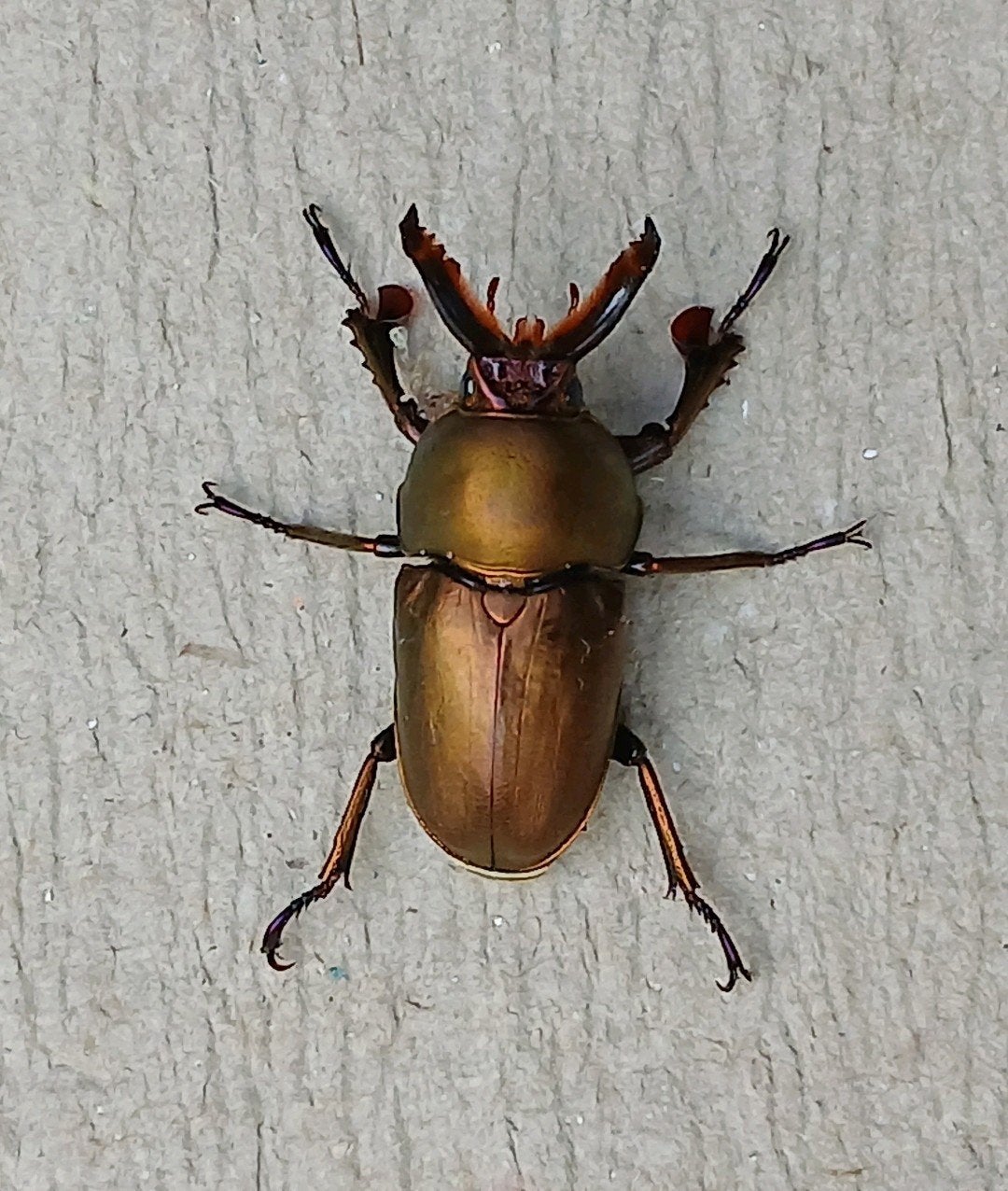 Lamprima adolphinae paar, Dieren en Toebehoren
