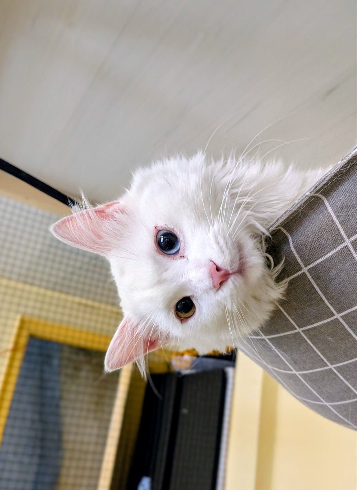 Donut (1 jr) Witte Turkse Angora, Dieren en Toebehoren, Kater, Gechipt, 0 tot 2 jaar
