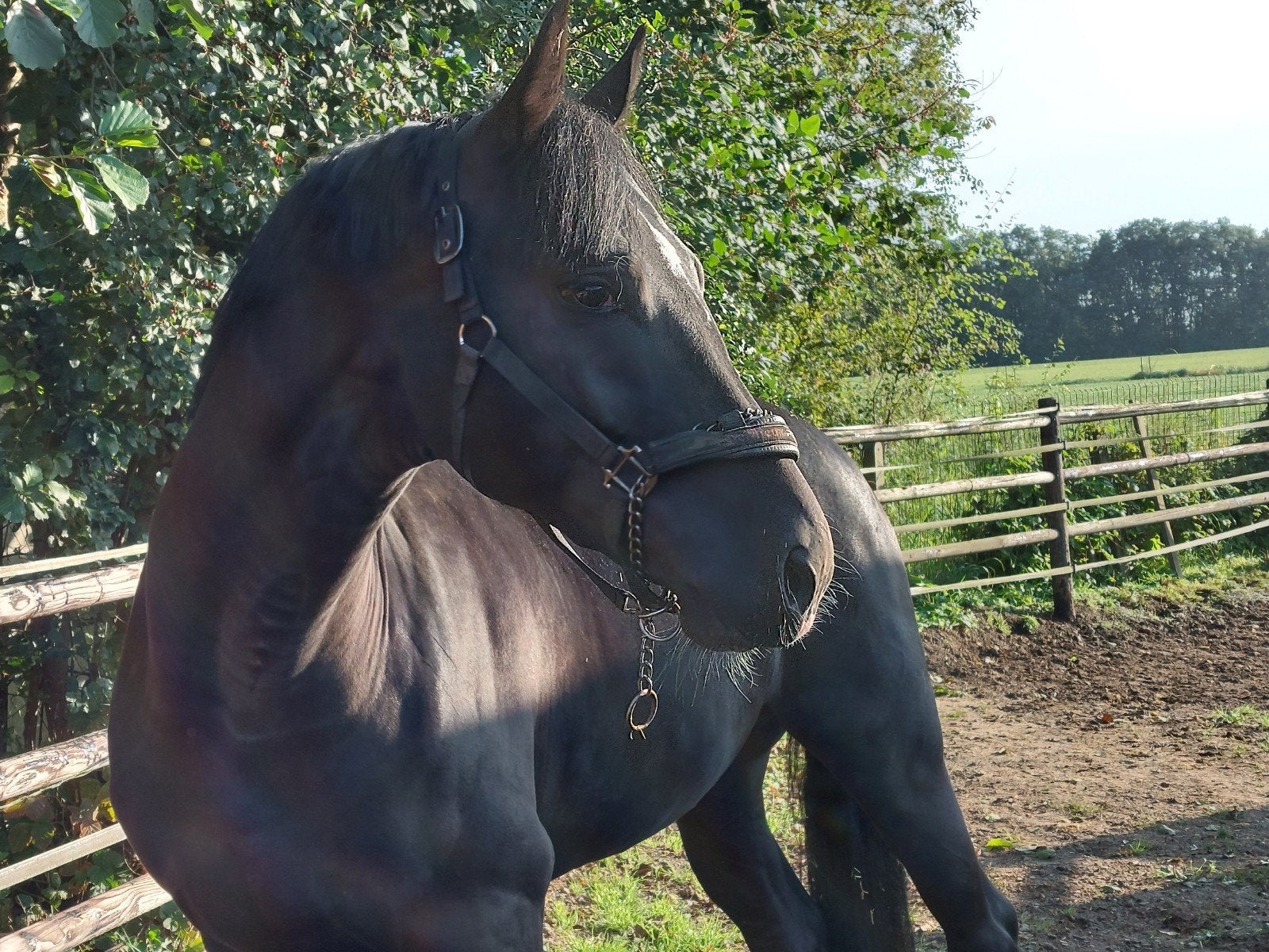 Springpaarden, Dieren en Toebehoren, Paarden, Hengst, Onbeleerd