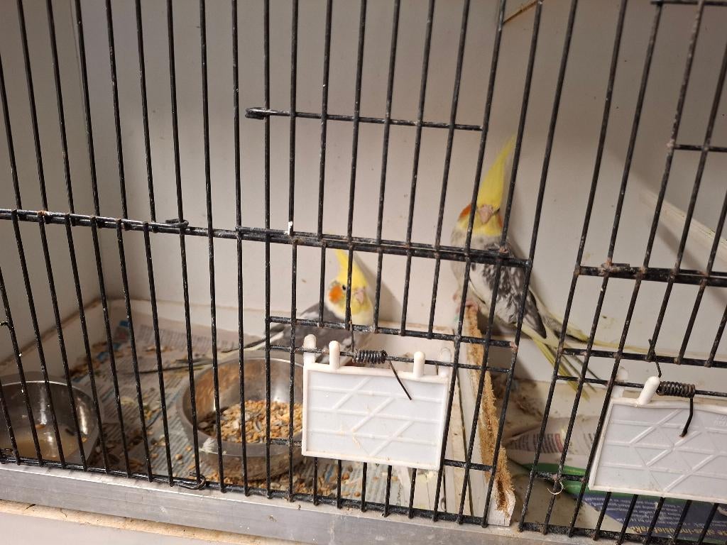 Te koop Valkparkieten, Dieren en Toebehoren, Vogels | Parkieten en Papegaaien