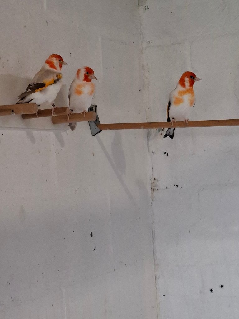 Distelvinken, Dieren en Toebehoren, Wildzangvogel, Geringd