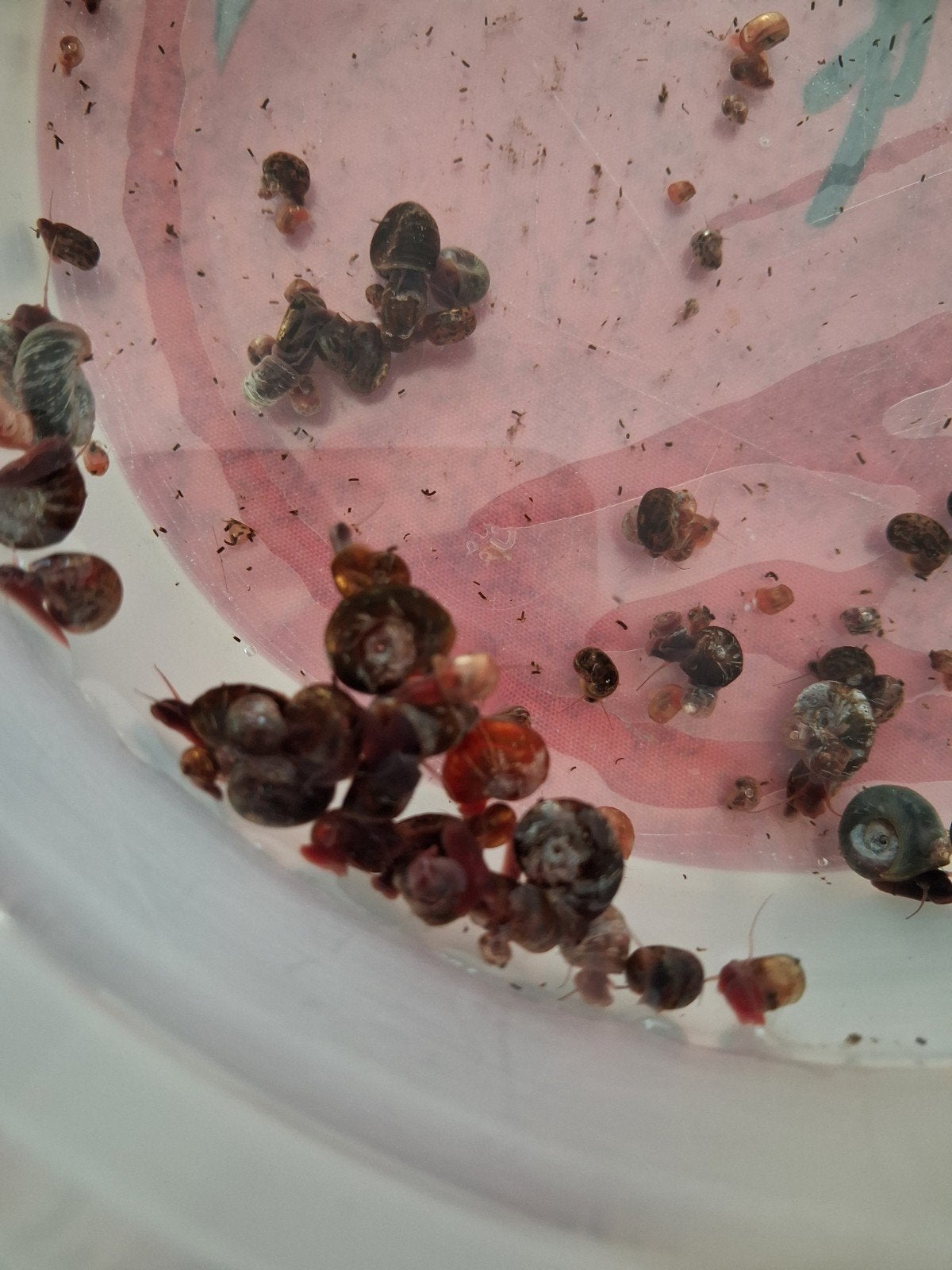 1 centaine d’escargots planorbes pour 5 euros
+ des gratuits