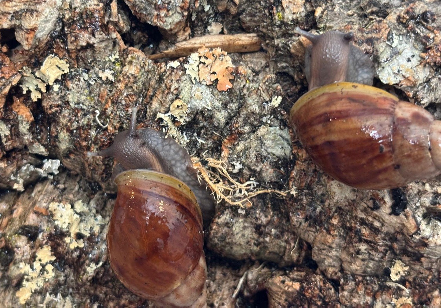 Achatina fulica babies / agaatslak, Dieren en Toebehoren, Overige Dieren, Januari
