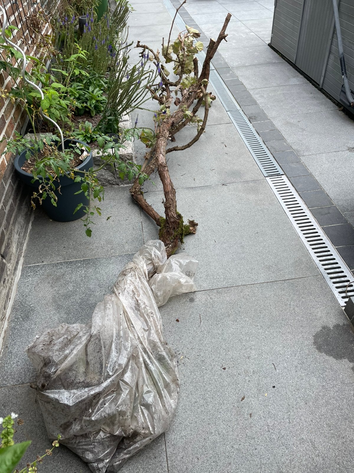 Druivenlaar, Tuin en Terras, Ophalen of Verzenden