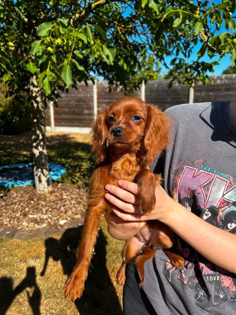 Chiots Cockapoo, 15 semaines à 1 an, Maladie de Carré (chiens), Belgique, Éleveur | Professionnel