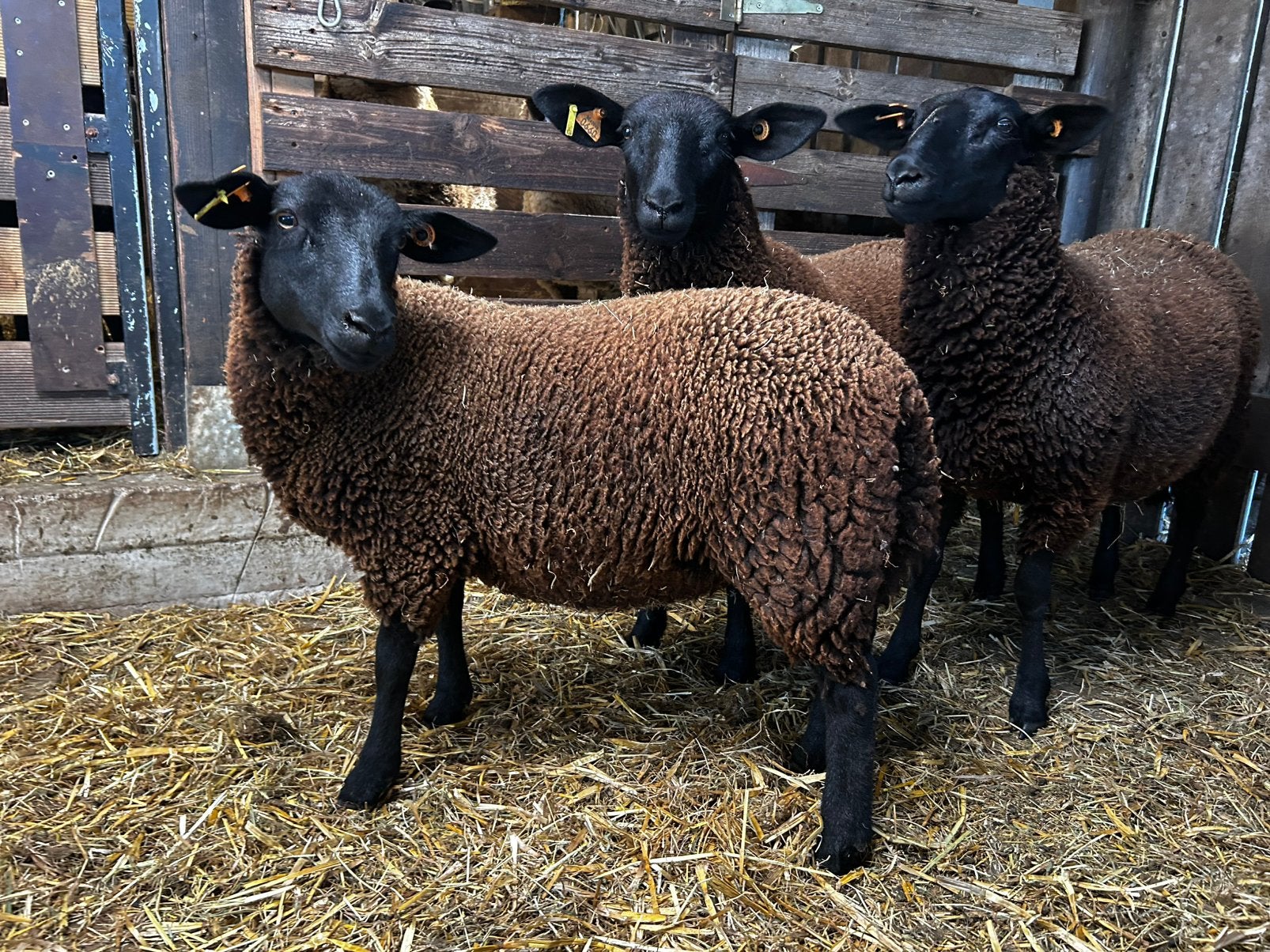 Ooien kruising, Femelle, Mouton, 0 à 2 ans