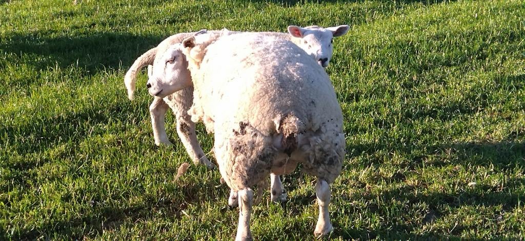 Vette Texel ooi, Vrouwelijk, Schaap