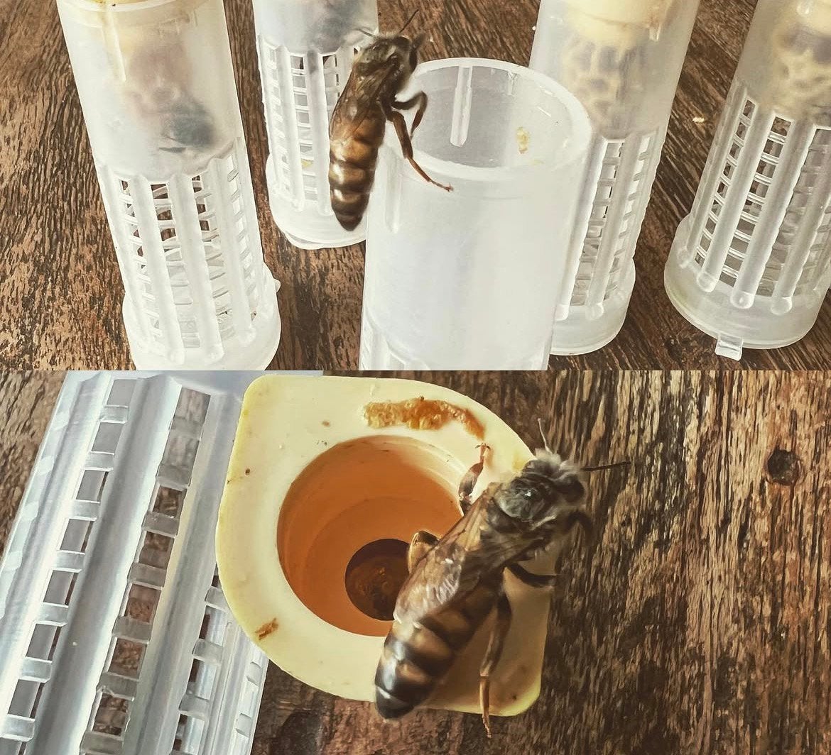Carniva koninginnen bevrucht F1, Dieren en Toebehoren, Insecten en Spinnen, Bijen