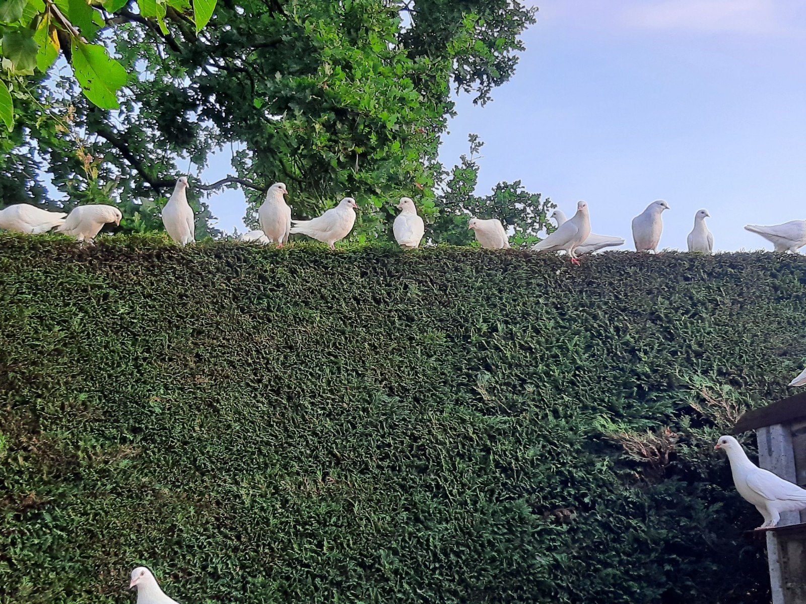 witte duiven
