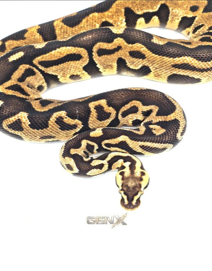 Pastel Enchi Leopard Yellow Belly Het Clown Ball Python photo 2