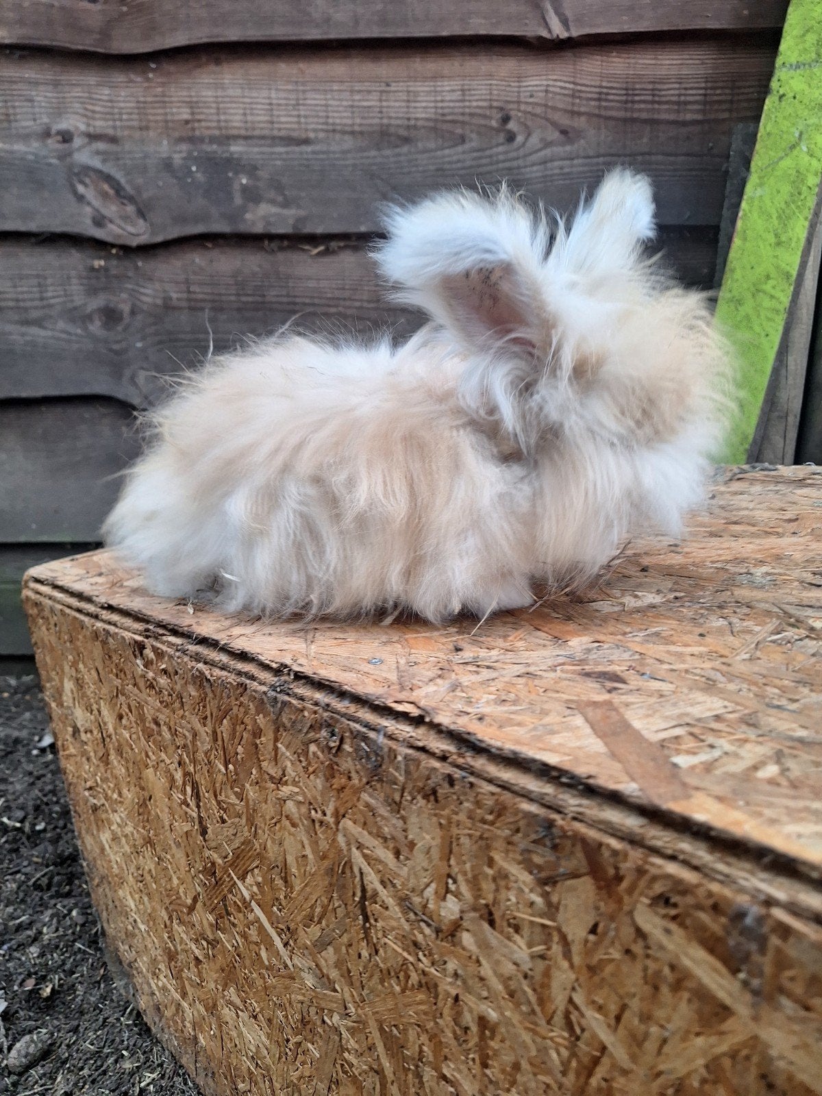 Jonge angora konijnen