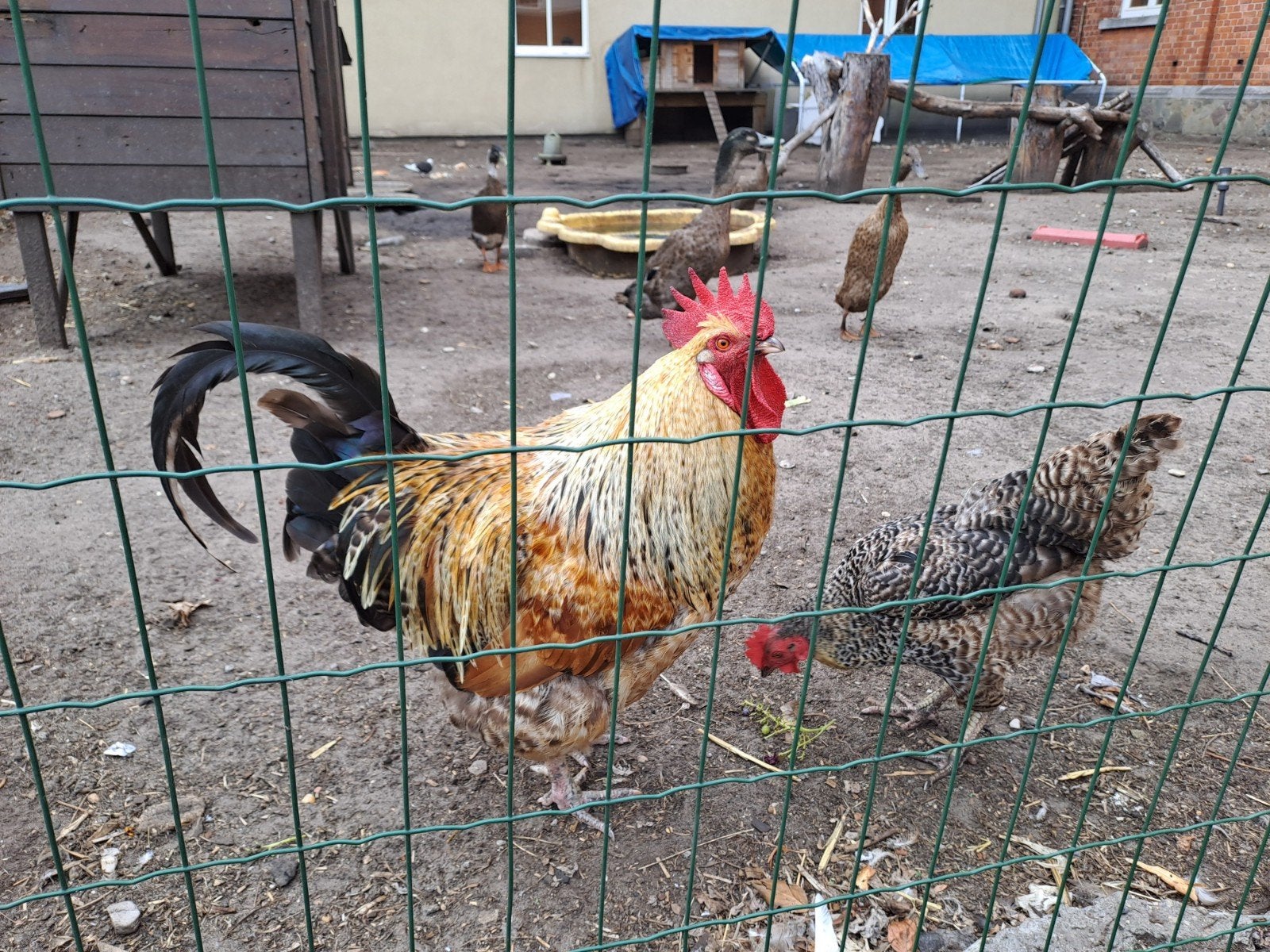 mooie haan, Dieren en Toebehoren, Pluimvee, Mannelijk