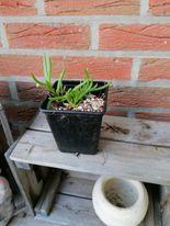 delosperma cooperi, Tuin en Terras, Planten | Tuinplanten, Ophalen, Vaste plant, Bodembedekkers, Volle zon