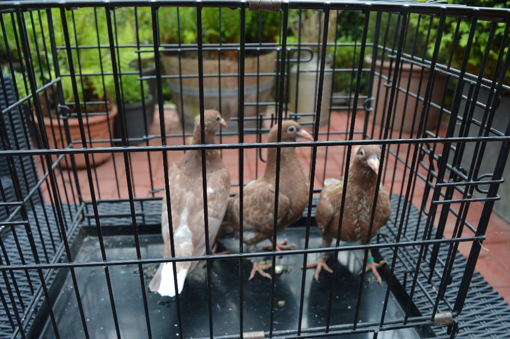 kleurpostduiven, Dieren en Toebehoren, Vogels | Duiven, Postduif