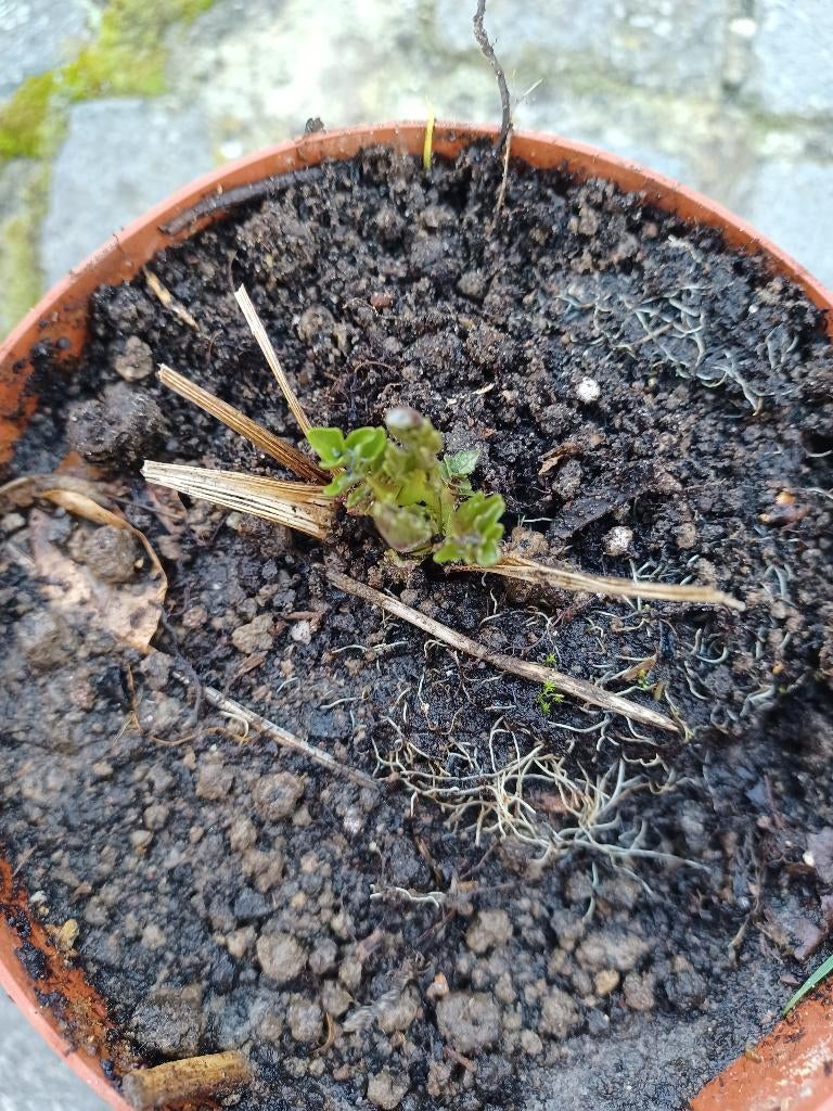 Valeriaan., Ophalen, Halfschaduw, Overige soorten, Minder dan 100 cm