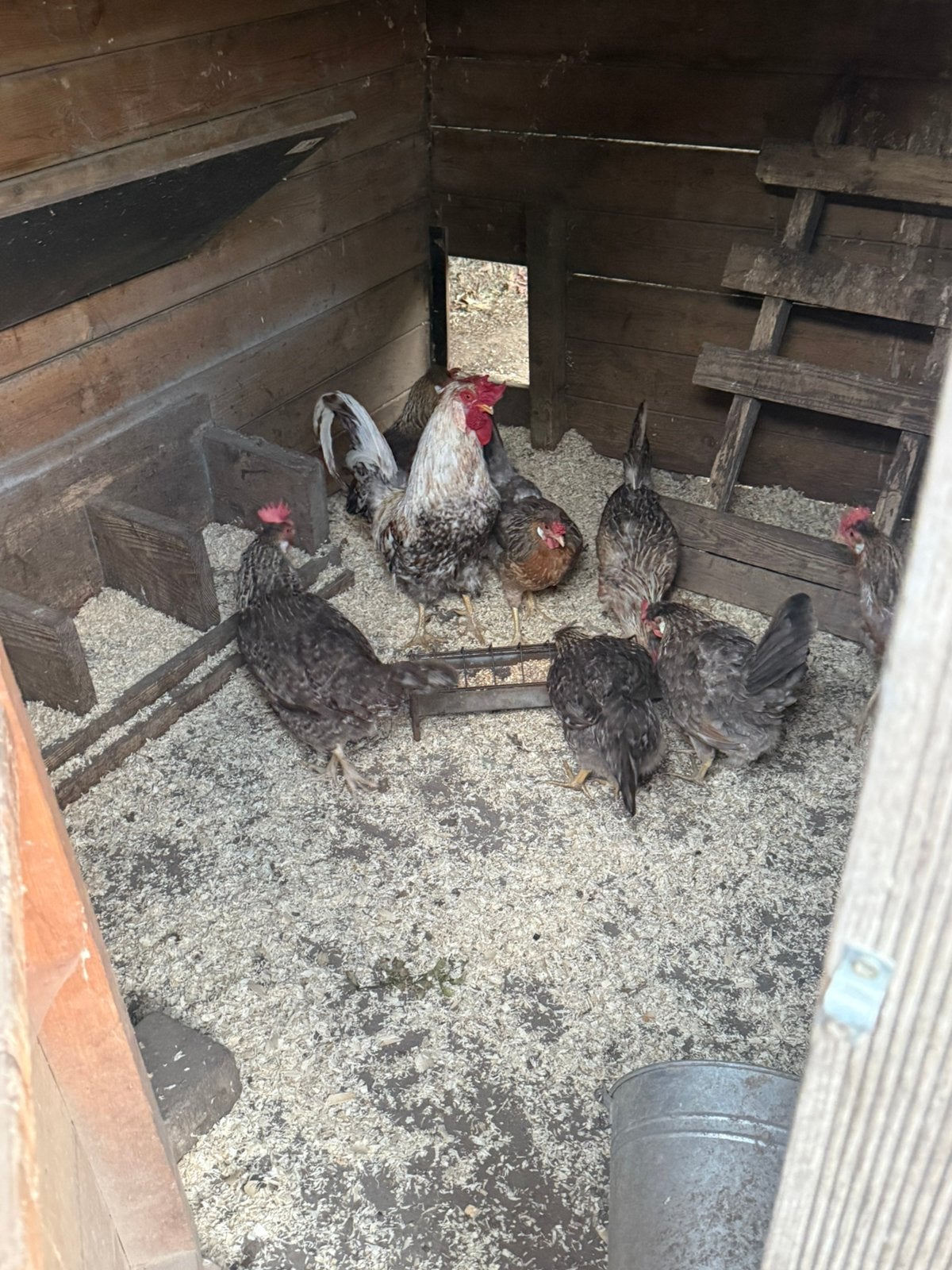 Kippen, Dieren en Toebehoren, Pluimvee, Meerdere dieren, Kip