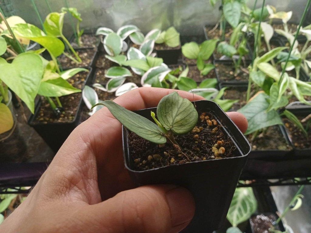 Hoya polyneura (fish tail), Huis en Inrichting, Kamerplanten, Ophalen, Overige soorten, Halfschaduw, In pot