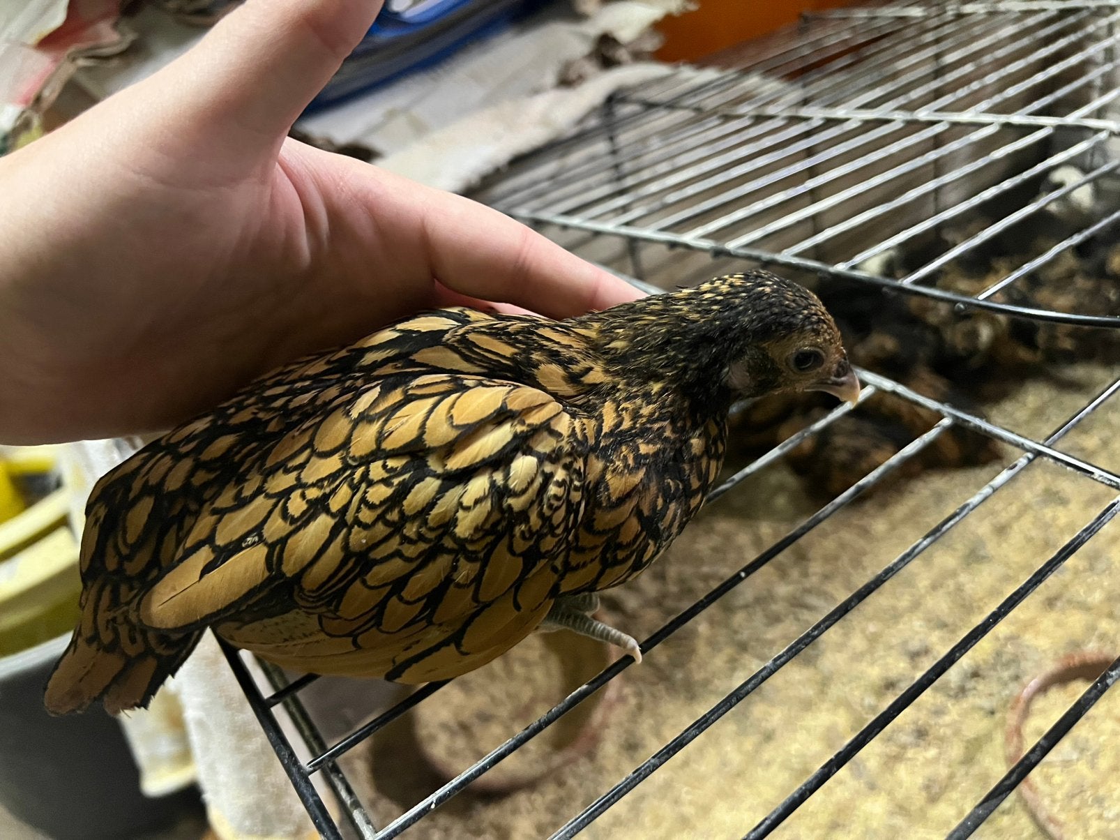 poules et coqs Shebright, Plusieurs animaux, Poule ou poulet