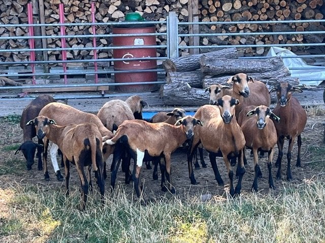 Heel mooie Kameroen schapen jonge ooien of ooien + lammetjes, Femelle, Mouton, 0 à 2 ans