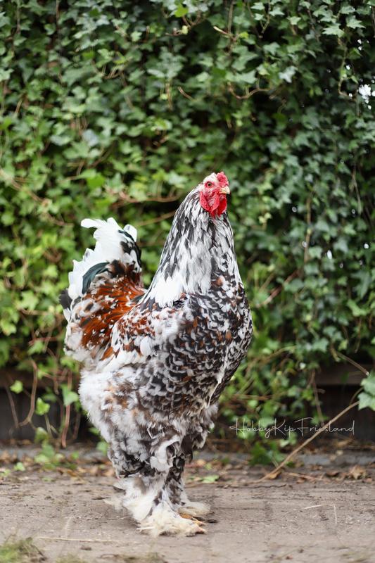 Brahma haan gezocht., Dieren en Toebehoren, Mannelijk, Kip