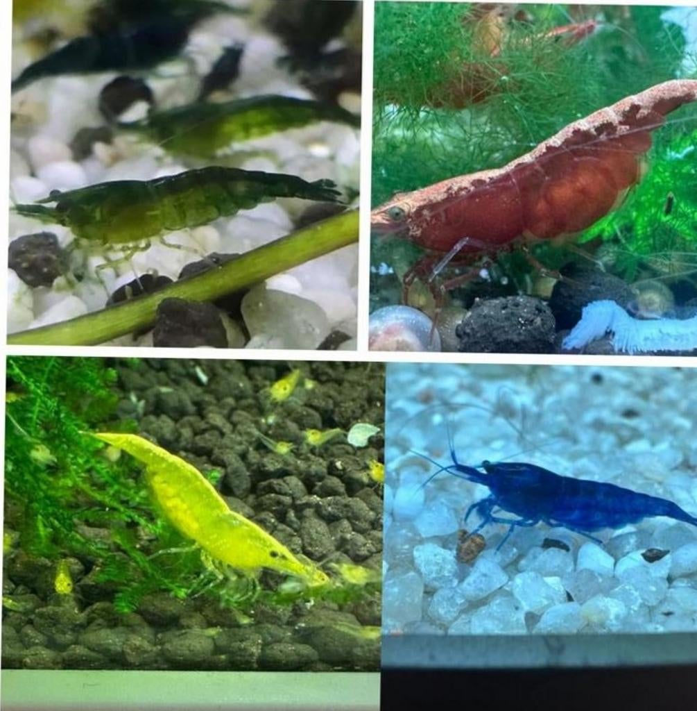 Ik zoek gratis garnalen waarvan eigenaar er teveel heeft., Dieren en Toebehoren, Ophalen, Nieuw, Gevuld zoetwateraquarium